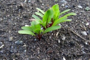 Kada sėti burokėlius ir lapinius burokėlius priklausys nuo pavasario orų