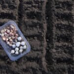 Kaip ir kada sėti vasarinius česnakus 2025 m.? Balandis – tam tinkamiausias metas