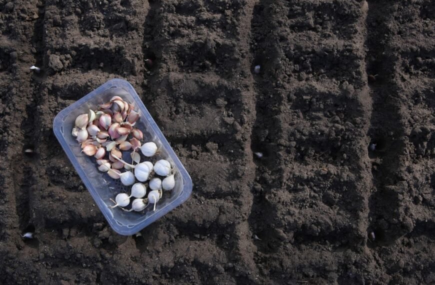 Kaip ir kada sėti vasarinius česnakus 2025 m.? Balandis – tam tinkamiausias metas
