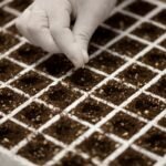 Kada sėti cukinijas? Kada ir kaip pradėti sėją, kad derlius džiugintų visą vasarą?