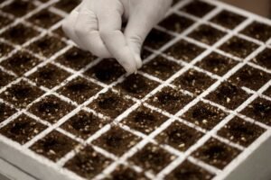 Kada sėti cukinijas? Kada ir kaip pradėti sėją, kad derlius džiugintų visą vasarą?