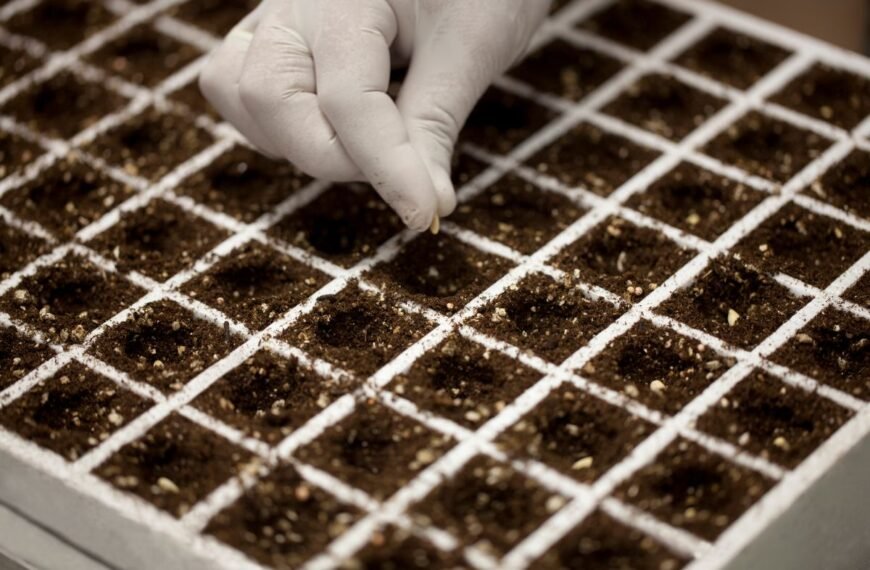 Kada sėti cukinijas? Kada ir kaip pradėti sėją, kad derlius džiugintų visą vasarą?