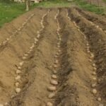 Kada sodinti bulves 2025 metais? Ar prieš sodinant, būtina jas sudaiginti?