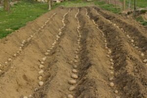 Kada sodinti bulves 2025 metais? Ar prieš sodinant, būtina jas sudaiginti?