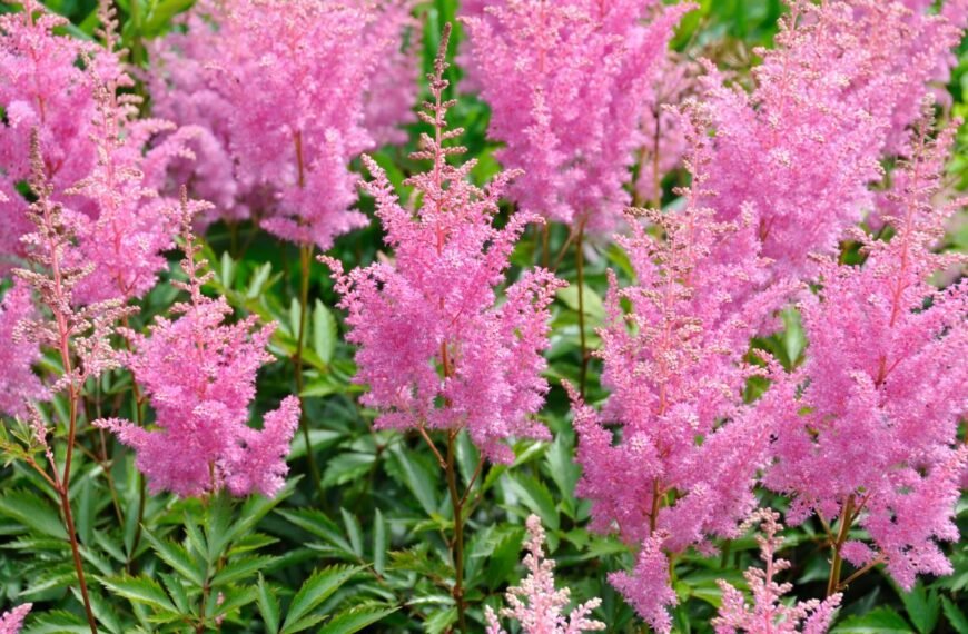 Kada sodinti astilbes 2025 m.? Vienas mėnuo tam idealiai tinka. Sužinokite kuris!