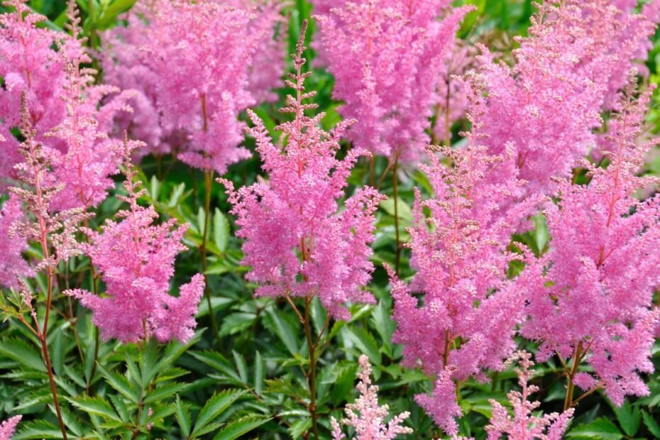 Kada sodinti astilbes 2025 m.? Vienas mėnuo tam idealiai tinka. Sužinokite kuris!