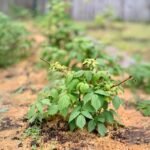 Kada sodinti avietes