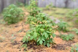 Kada sodinti avietes