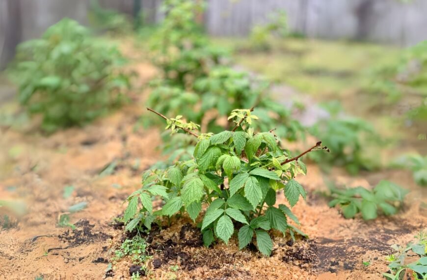 Kada sodinti avietes