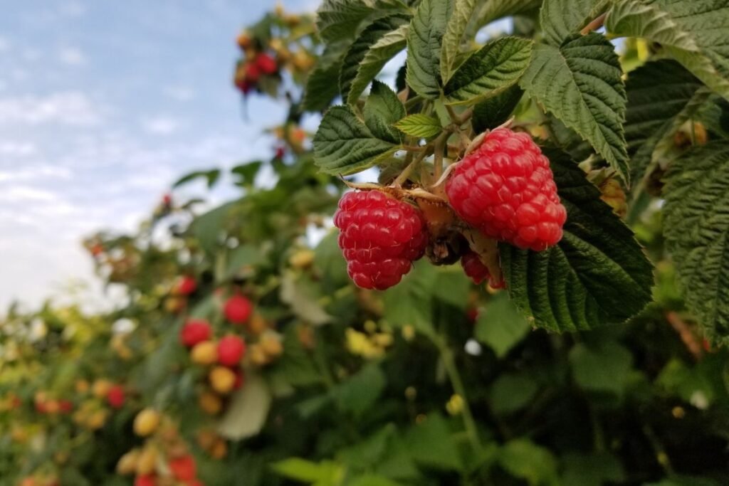 Kada sodinti avietes 2 | Derlingas.lt Kada sodinti avietes