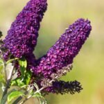 Kada sodinti budlėjas 2025 metais palankios dienos?