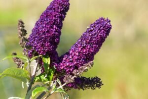 Kada sodinti budlėjas 2025 metais palankios dienos?