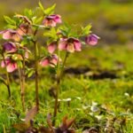 Kada sodinti eleborus savo sode 2025 m.? Kodėl svarbus sodinimo laikas ir sąlygos?