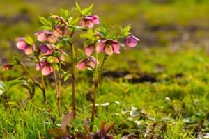 Kada sodinti eleborus savo sode 2025 m.? Kodėl svarbus sodinimo laikas ir sąlygos?