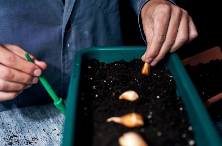 Kada sodinti frezijas