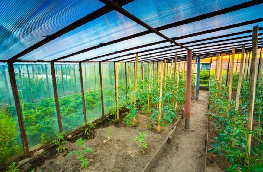 Kada sodinti pomidorus į šiltnamį