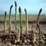 Kada sodinti smidrus? Išsamus vadovas ir patarimai pradedantiesiems