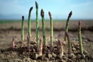 Kada sodinti smidrus? Išsamus vadovas ir patarimai pradedantiesiems
