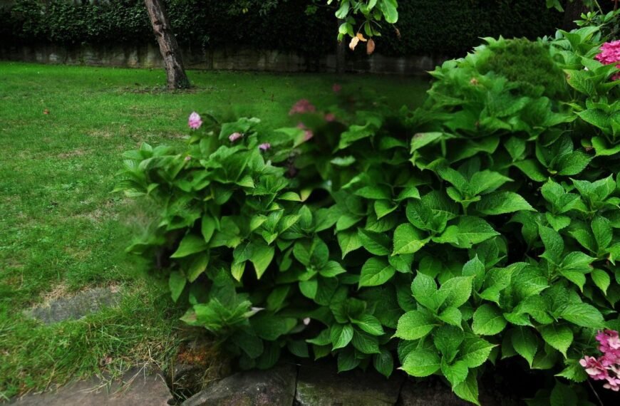 Kodėl nežydi hortenzija