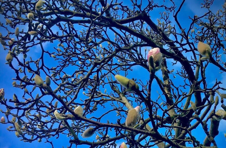 Kodėl nežydi magnolija