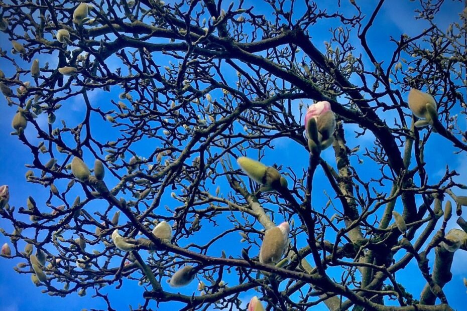 Kodėl nežydi magnolija