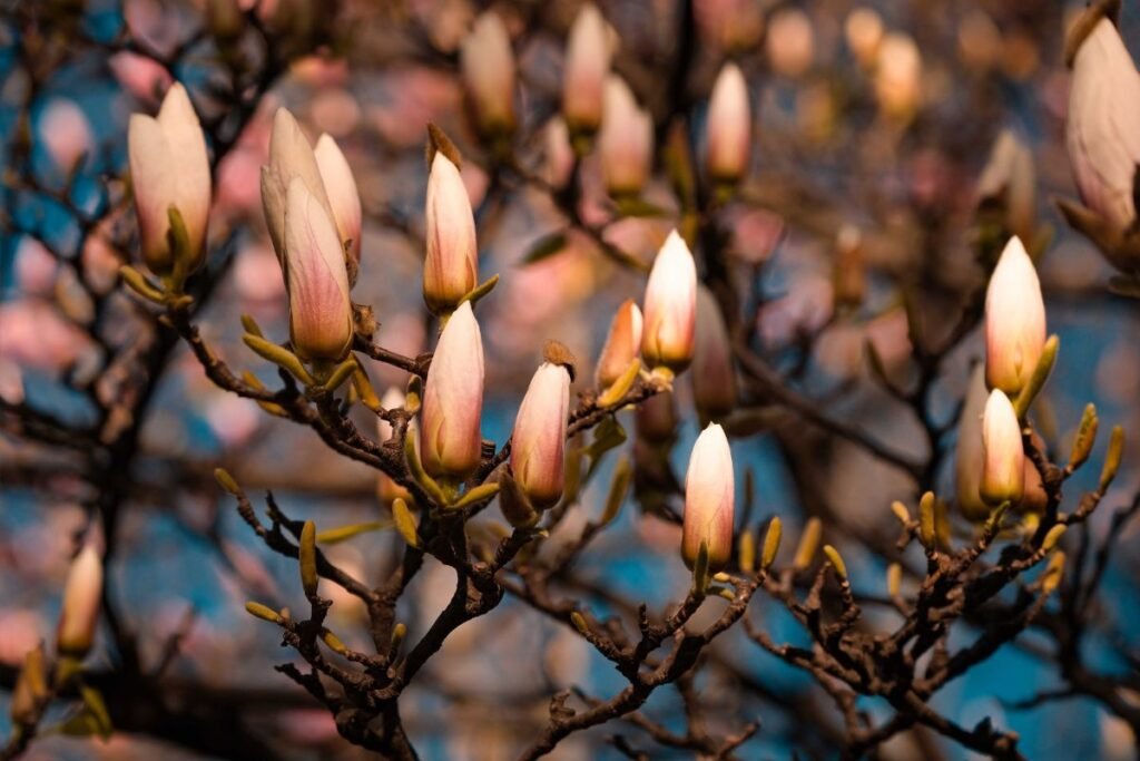 Kodėl nežydi magnolija 2 | Derlingas.lt Kodėl nežydi magnolija