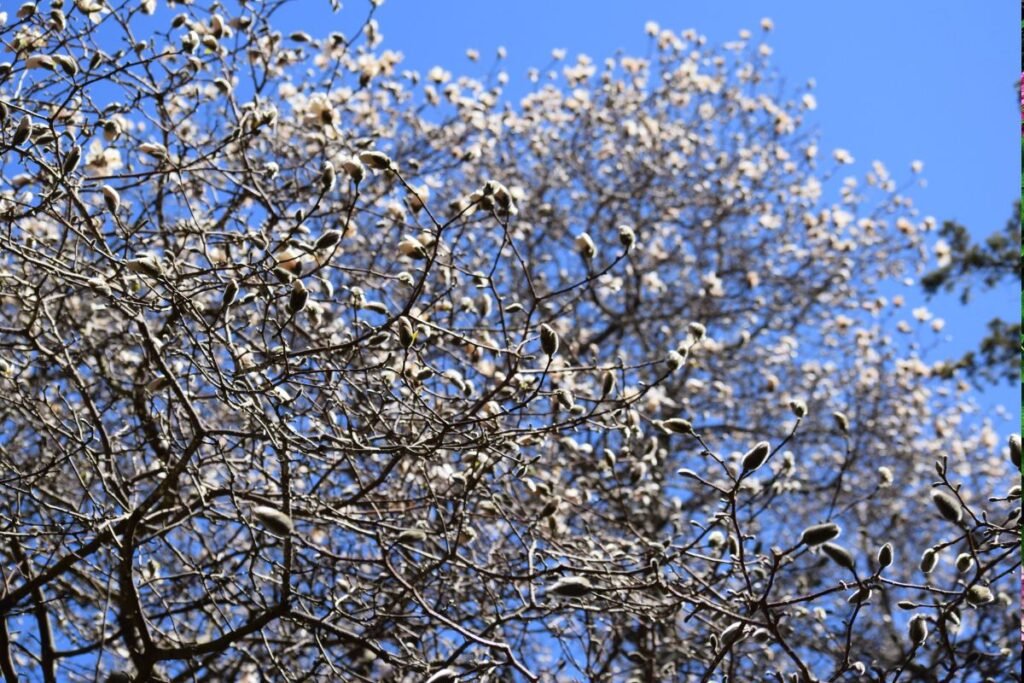 Kodėl nežydi magnolija 3 | Derlingas.lt Kodėl nežydi magnolija