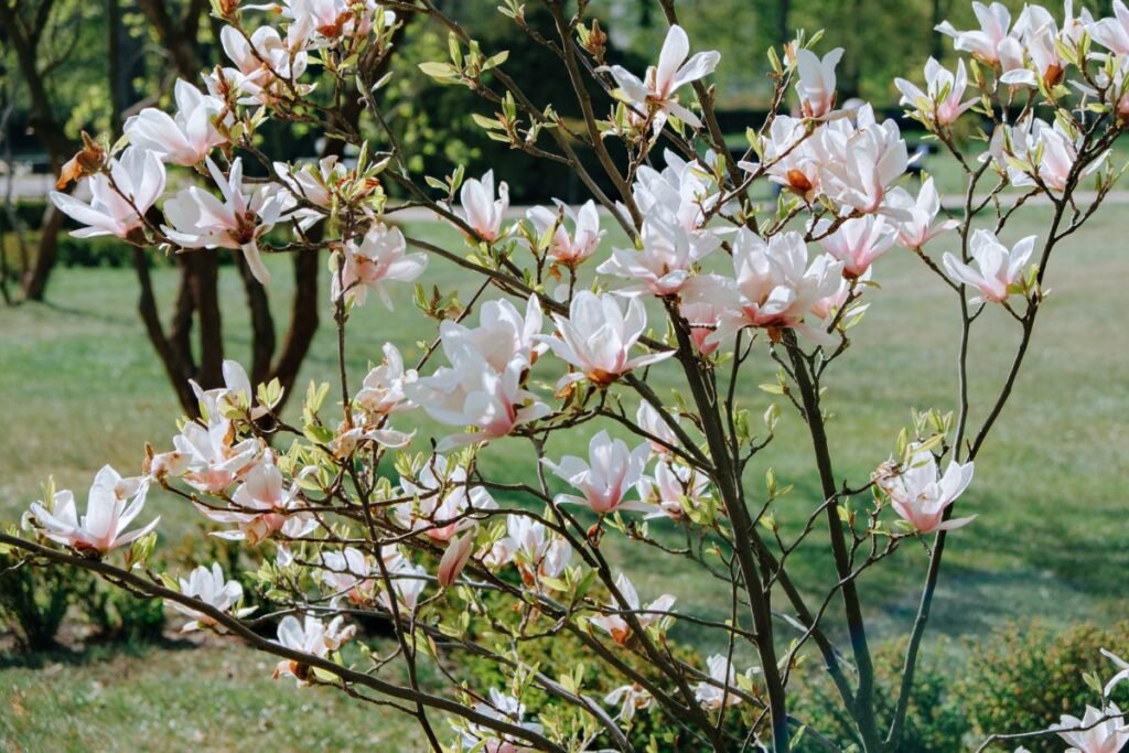 Kodėl nežydi magnolija 4 | Derlingas.lt Kodėl nežydi magnolija