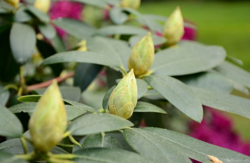 Kodėl nežydi rododendrai