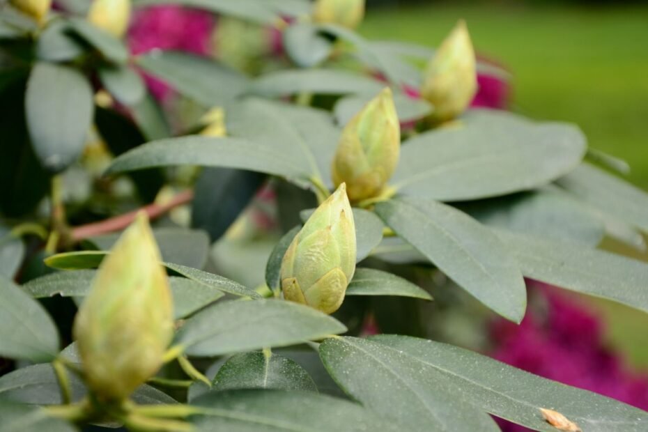 Kodėl nežydi rododendrai
