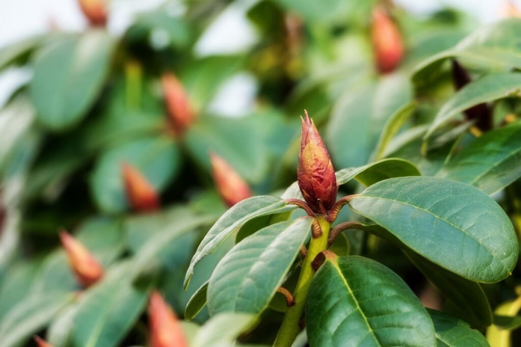 Kodėl nežydi rododendrai 2 | Derlingas.lt Kodėl nežydi rododendrai
