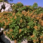 Pūkenis: kada sodinti 2025 metais, kad jis puikiai augtų ir džiugintų akį ilgus metus?