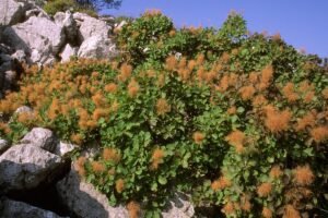 Pūkenis: kada sodinti 2025 metais, kad jis puikiai augtų ir džiugintų akį ilgus metus?