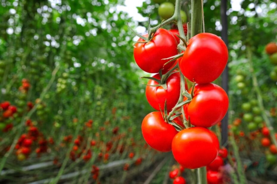 Skiepyti pomidorai – sodininkystės stebuklas? Kaip gauti trigubai didesnį derlių ir atsparumą ligoms?