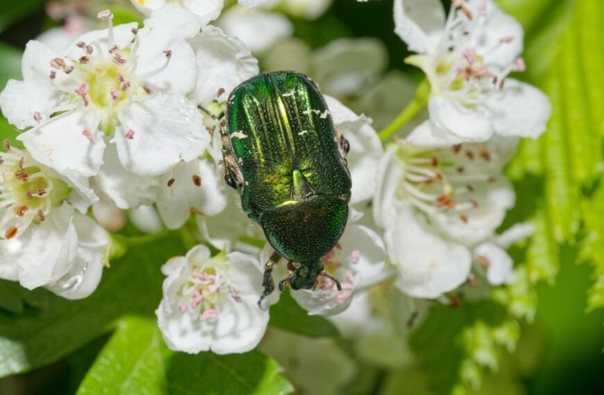 Auksavabalis – sodininko draugas ar priešas?