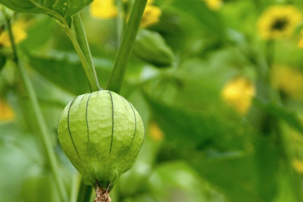 Dumplūnė 1 | Derlingas.lt Tomatilas – ne pomidoras, bet dumplūnė