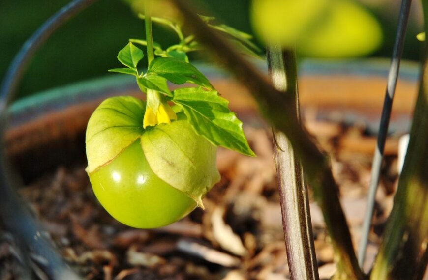 Tomatilas – meksikietiška dumplūnė su ypatingomis kulinarinėmis savybėmis