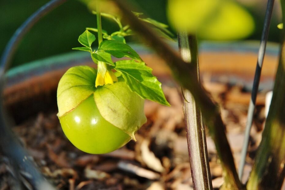 Tomatilas – meksikietiška dumplūnė su ypatingomis kulinarinėmis savybėmis