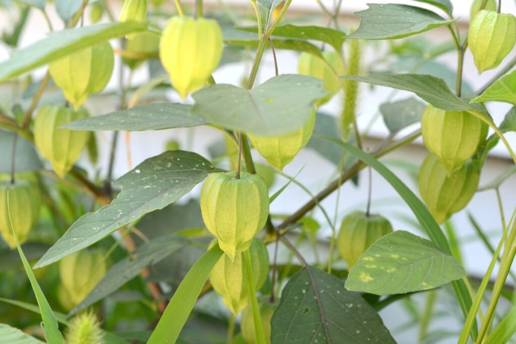 Dumplūnė 7 | Derlingas.lt Tomatilo auginimo ypatybės Lietuvos klimate