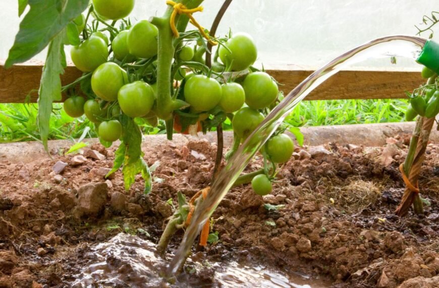 Kaip laistyti pomidorus, kad vandens jiems nei trūktų, nei būtų per daug?
