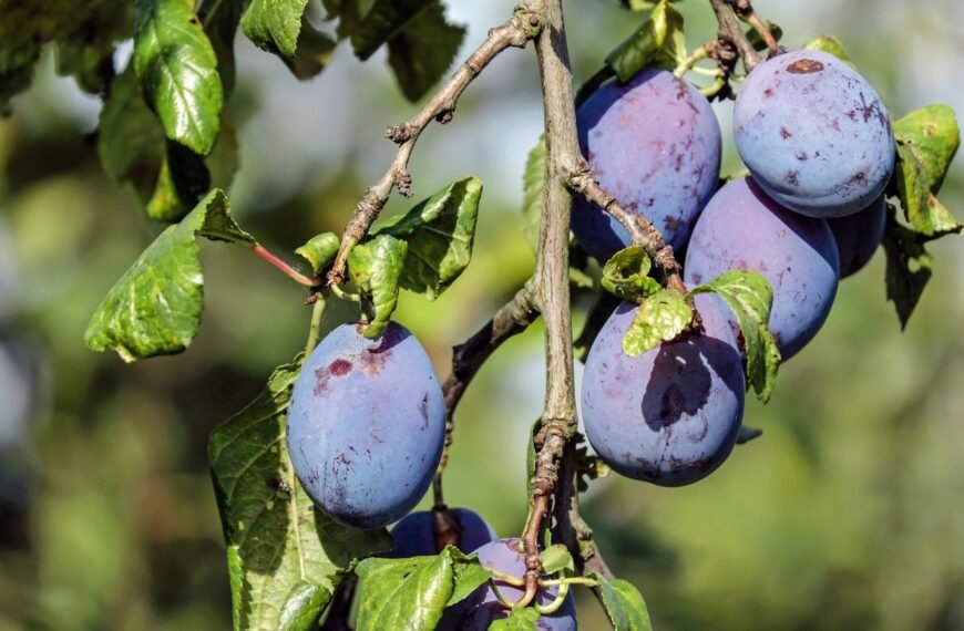 Kodėl krenta slyvos? 7 pagrindinės priežastys ir kaip išspręsti šią problemą