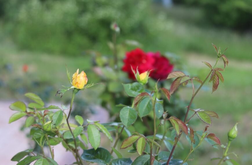 Kodėl nežydi rožės: 8 pagrindinės priežastys ir efektyvūs sprendimo būdai