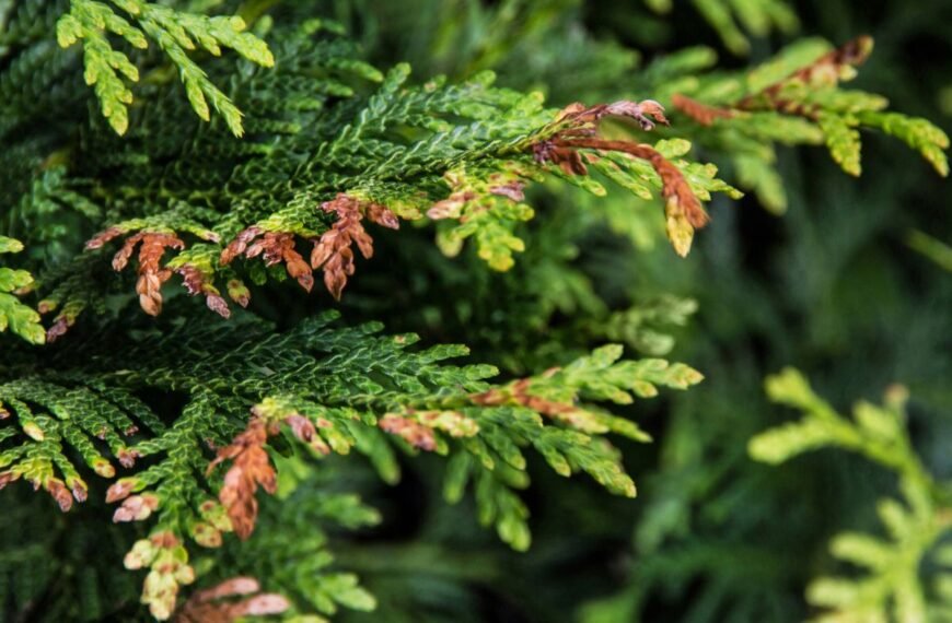 Kodėl ruduoja tujos: priežastys, ir sprendimo būdai kiekvienam, auginančiam tujas