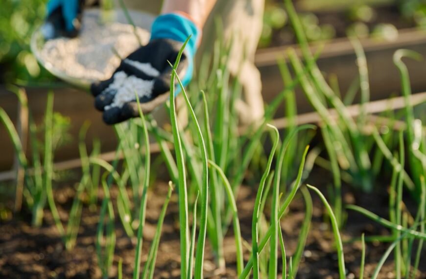Natūralios trąšos svogūnams: kas padeda užauginti stambias, tvirtas galvutes be chemijos?