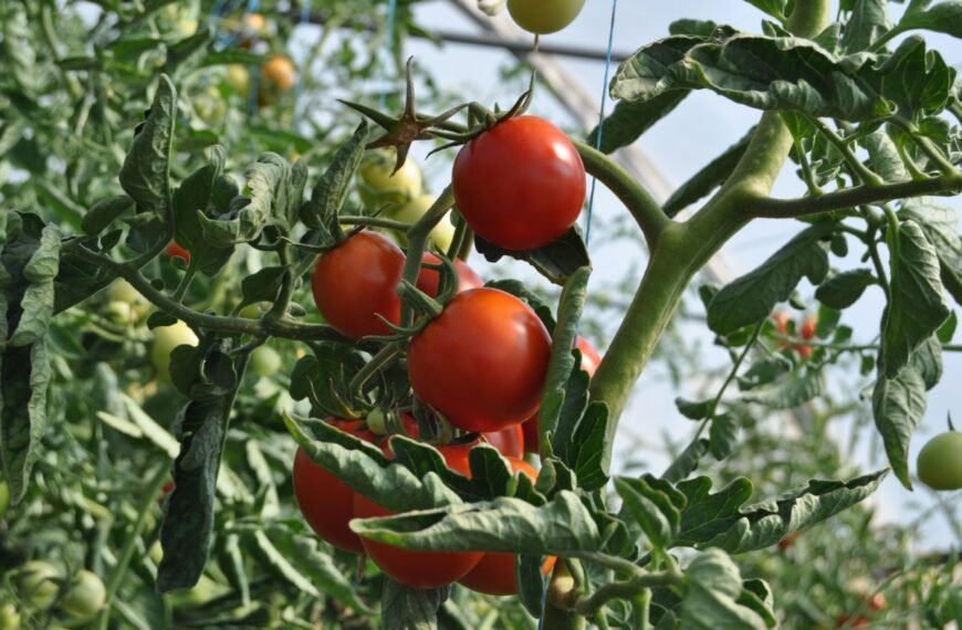 Pomidorų lapų papartiškumas: kaip atpažinti ir kovoti su šia vis labiau plintančia virusine liga?