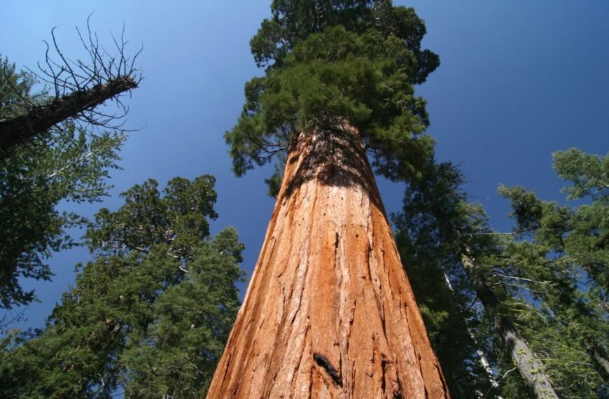 Sekvoja: ar įmanoma auginti Lietuvoje