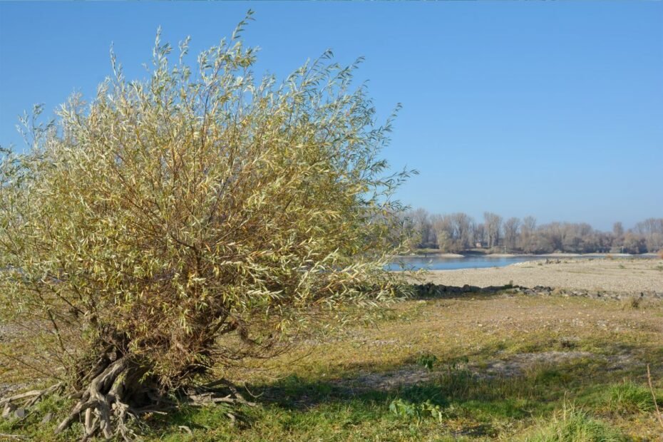 Karklas