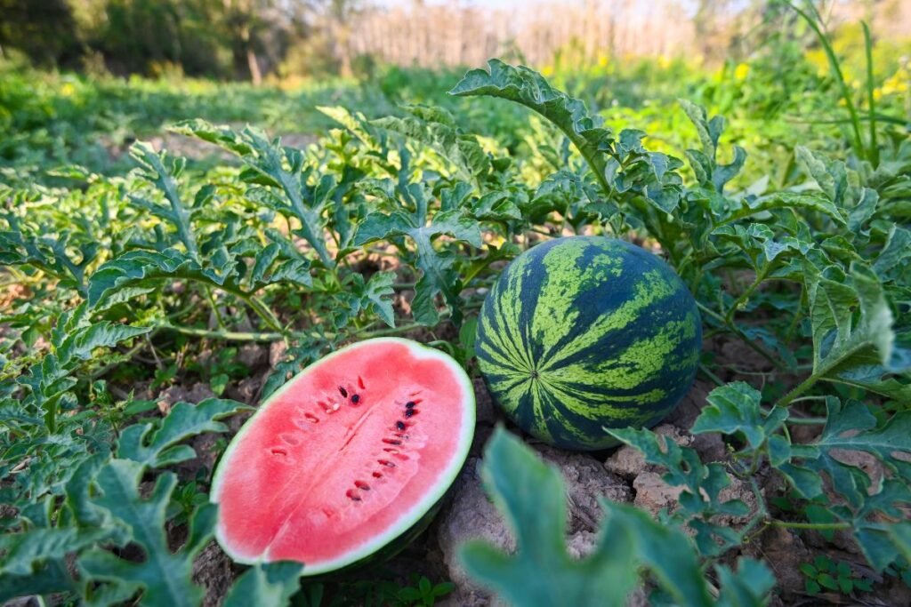 Ar arbūzas sunokęs 4 | Derlingas.lt Kaip atpažinti, ar arbūzas sunokęs pagal išvaizdą