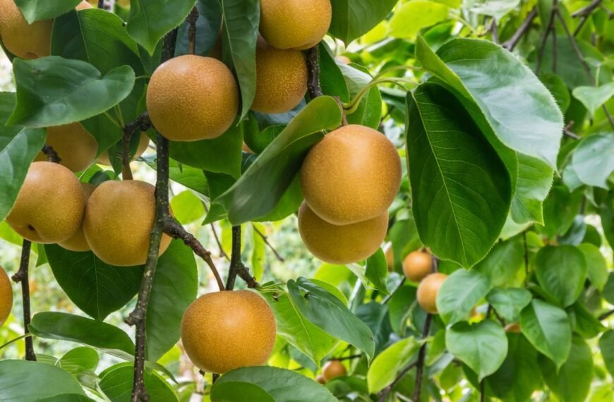 Azijietiška kriaušė – saldžių vaisių stebuklas, kuris noksta, kai kiti medžiai jau miega