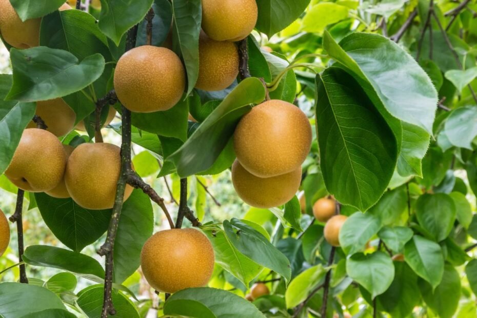 Azijietiška kriaušė – saldžių vaisių stebuklas, kuris noksta, kai kiti medžiai jau miega
